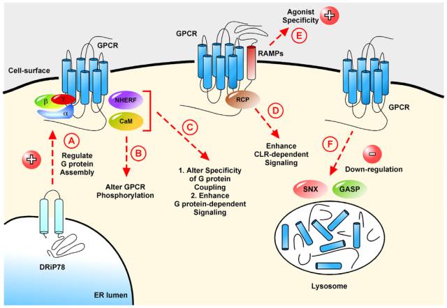 在參與多細胞信號轉導過程中,g蛋白偶聯受體(g protein-coupled