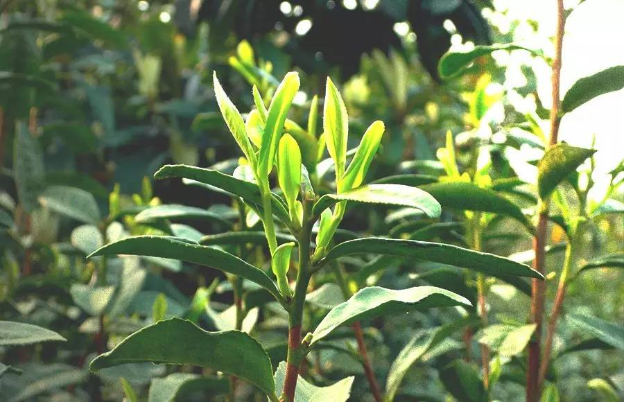 碧螺春最大的特点,是果树茶树并种