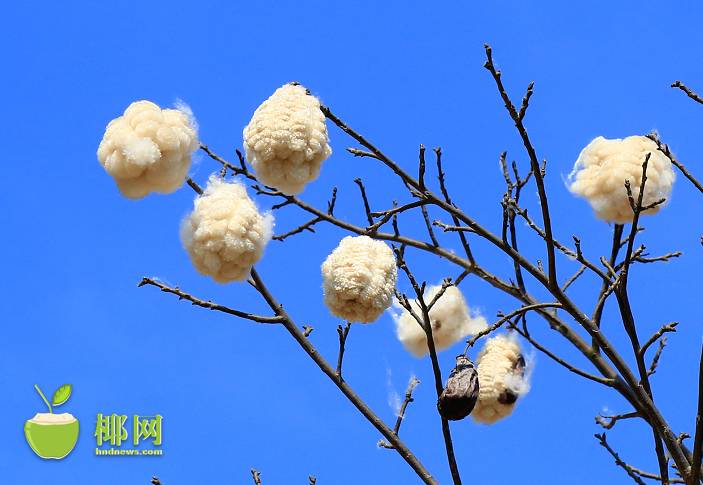 白色木棉花 广州图片
