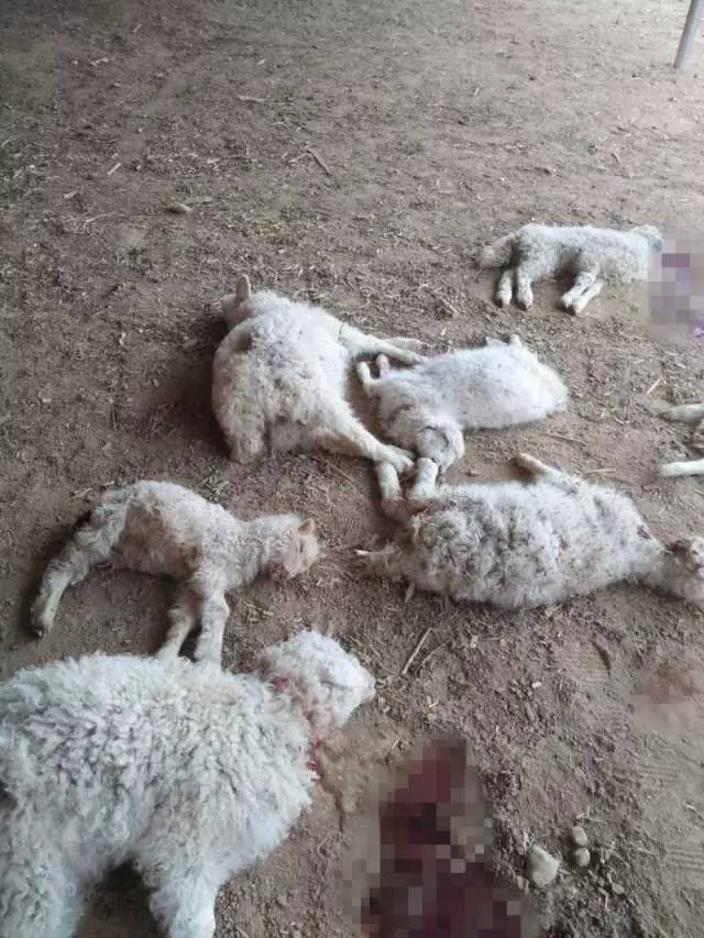 原州区一村民家21只羊羔被祸害,现场血肉模糊!