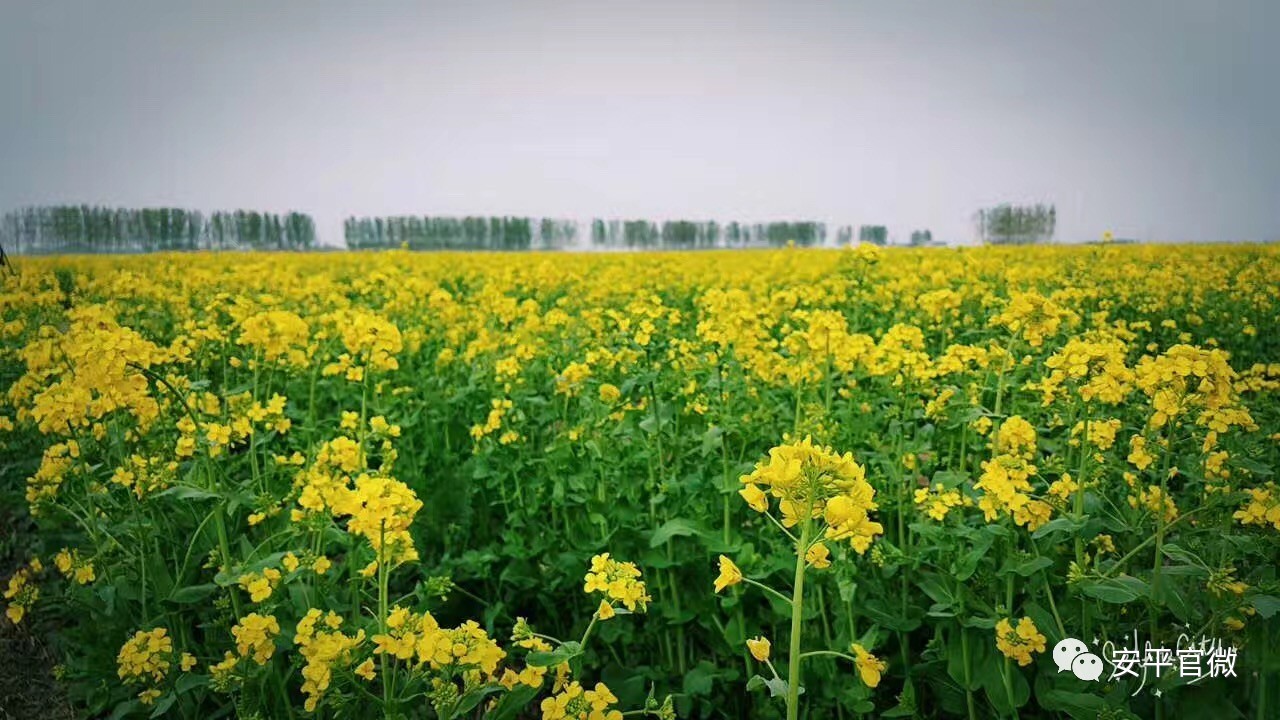 安平万亩油菜花图片