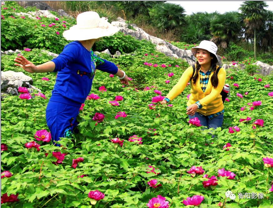 常宁西岭牡丹花地址图片