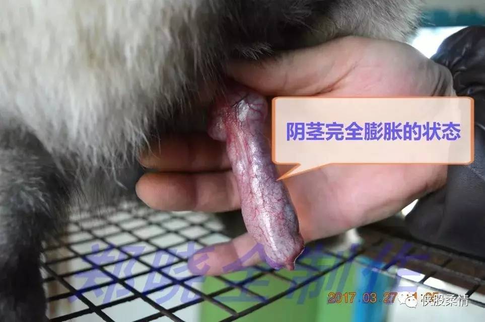 狗狗人工授精教程图解图片