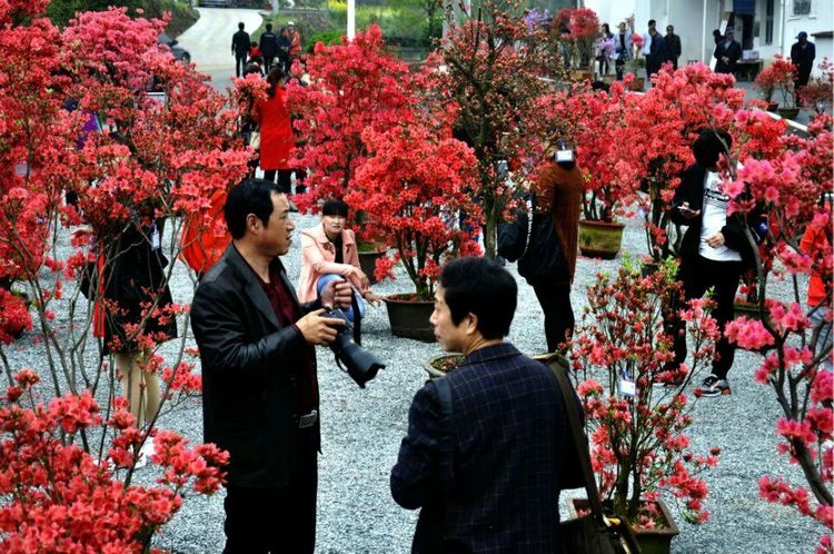 姚村乡首届映山红赏花节掠影