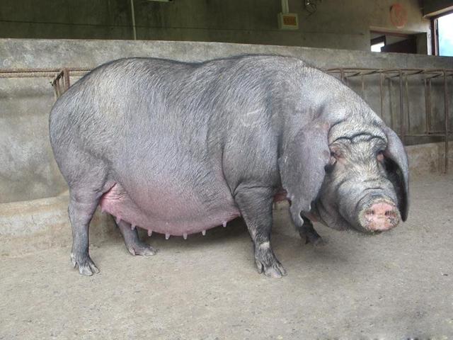 眉清目秀的母猪照片图片