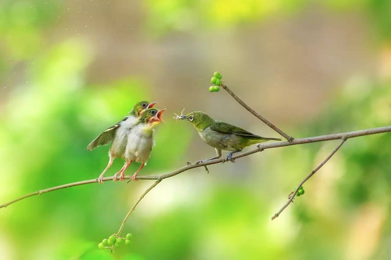 梅卿看世界春眠不覺曉處處聞啼鳥