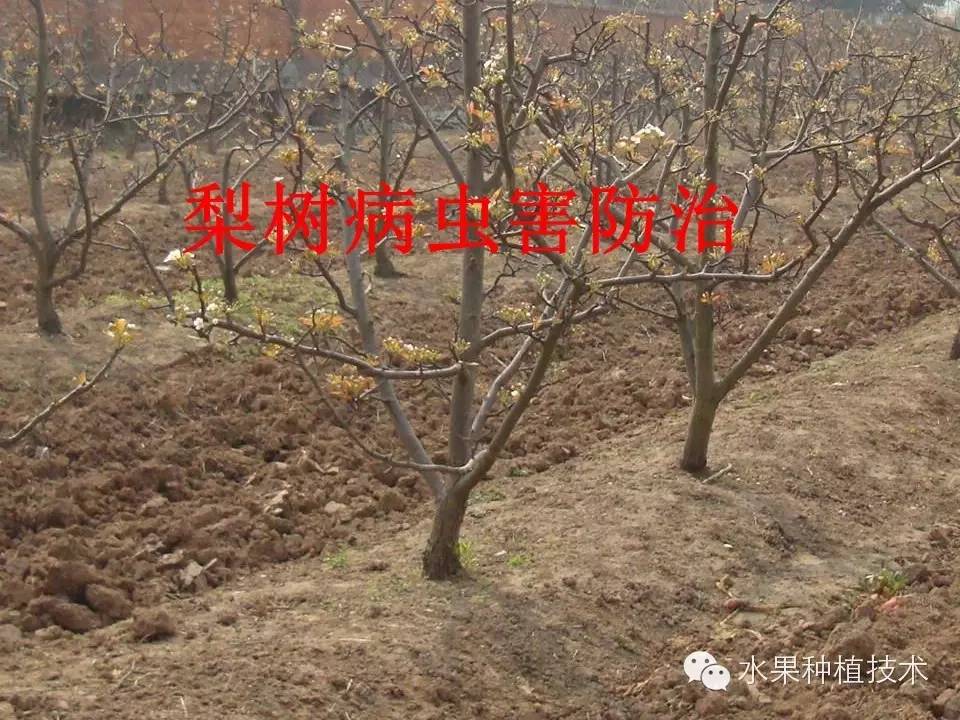 梨树病虫害图谱防治资料大全