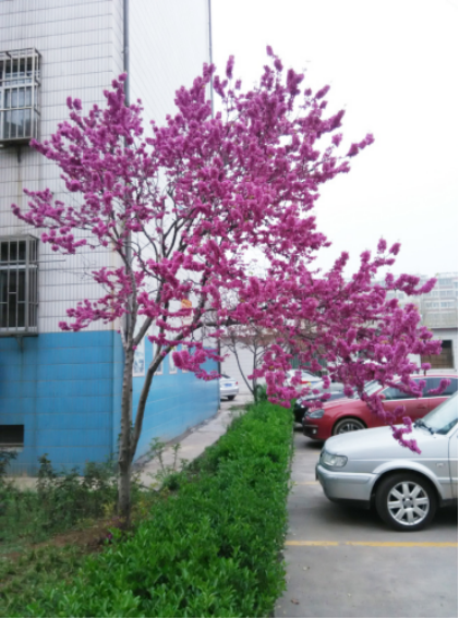 紫荆,一种你见过却不知道名字的景观花树