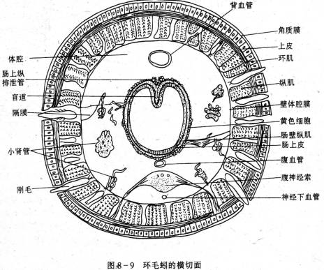 环层小体手绘图组胚图片