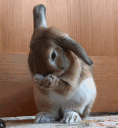 日本一网友在家养了一只兔子结果抓到一个偷窥狂