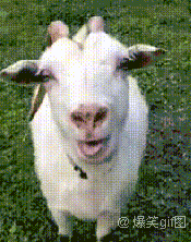 羊吐舌头表情包图片