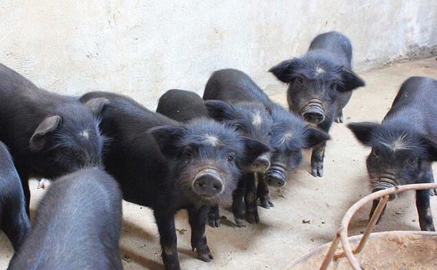 巴马香猪生长周期图片