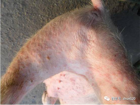 荷兰猪疥螨症状图片