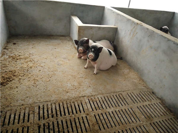 尼泊尔香猪苗图片