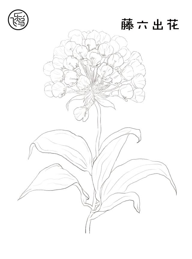 再也不用为"画不像"而烦恼了十一种花卉任意你选择花朵素材线稿