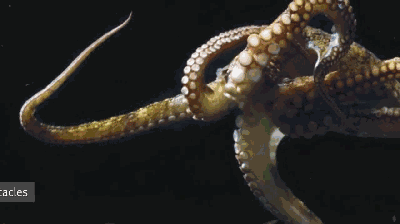 仿生软体触手就是从自然界中的头足纲软体动物(如章鱼,乌贼等)的生理