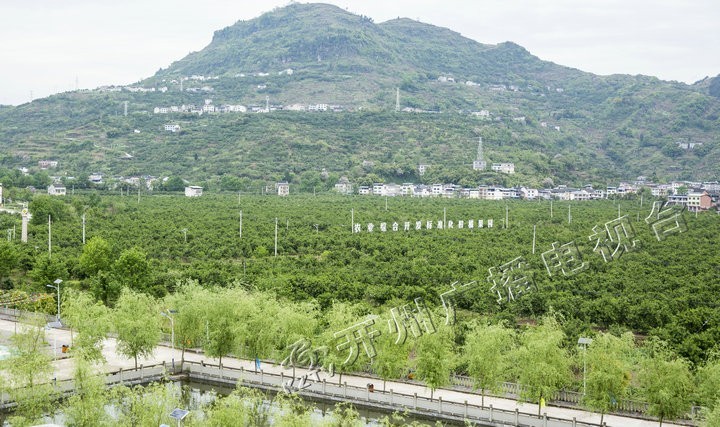 開州春季賞花壓軸大戲長沙鎮柑橘花節強勢來襲附賞花攻略