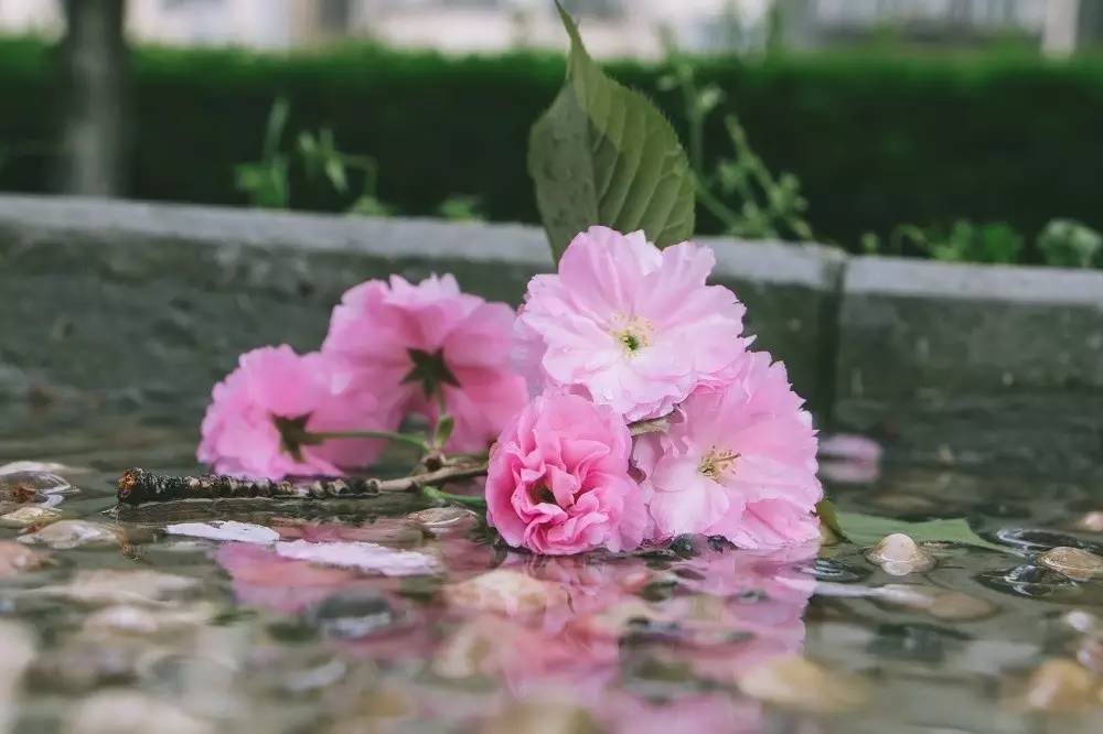 春雨有痕|雨过天晴,回味一场扬大的春雨