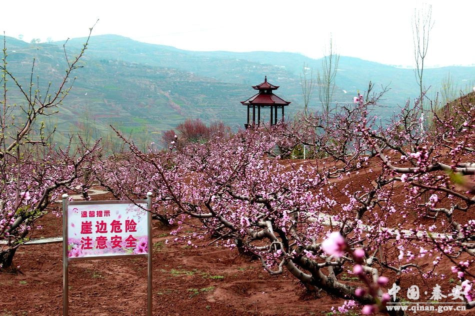 【秦安桃花会】六大主景区桃花渐次盛开