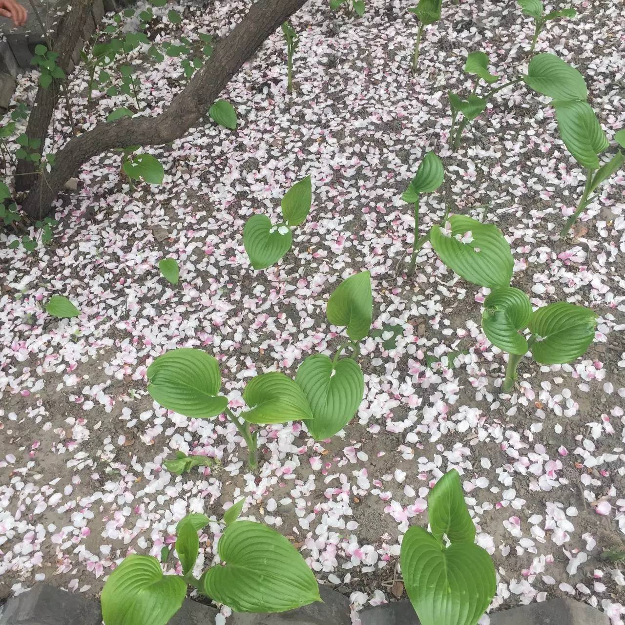 法源寺開滿丁香花,彷彿三生三世十里桃花源