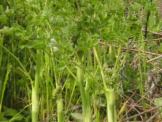 貓瓜子,純粹的有機野菜大葉芹,恐怕是最有名氣的山野菜了蕨菜綠廣東這