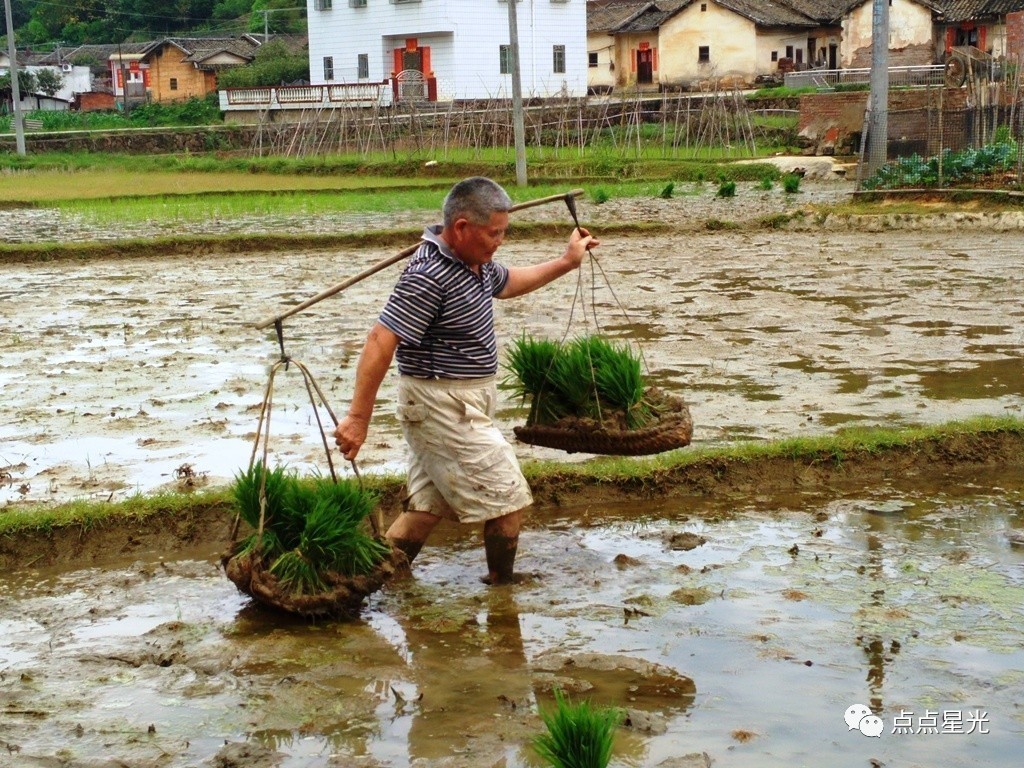 大汉干了小汗来看广东梅县大坪的农民传统种田