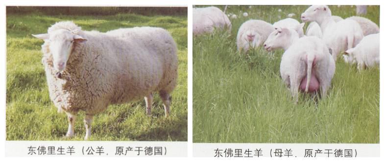 东弗里生种羊图片