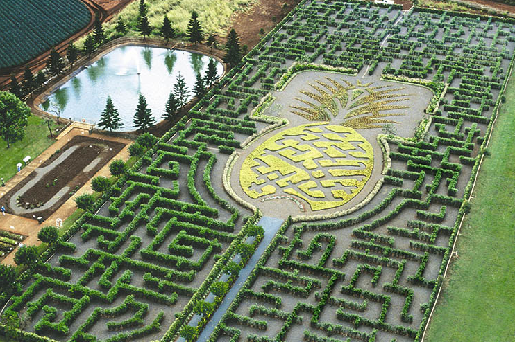 世界最大迷宫，走出来的都是天才，都乐菠萝种植园