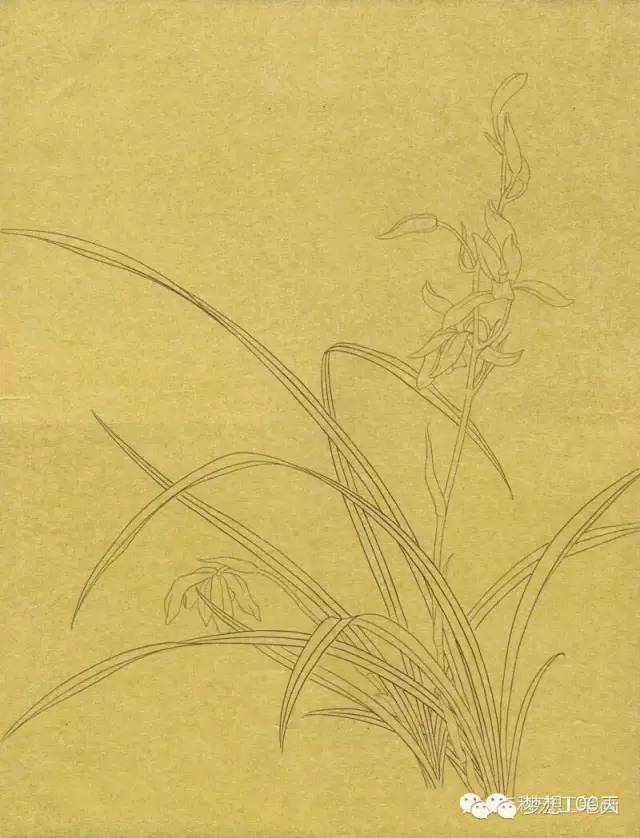 工笔画兰花的染色方法图片