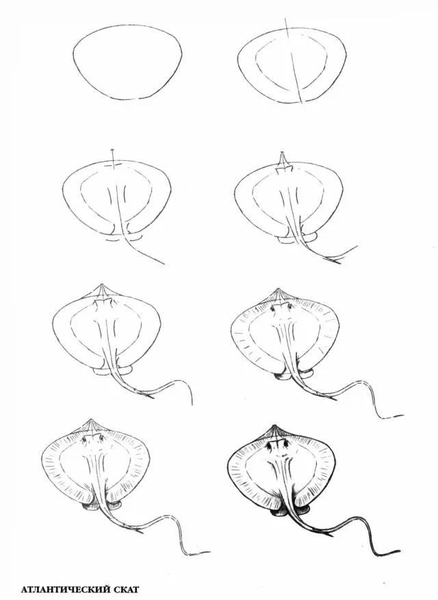 畫畫入門:50個海洋生物的畫法