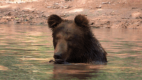 西伯利亚棕熊 表情包图片
