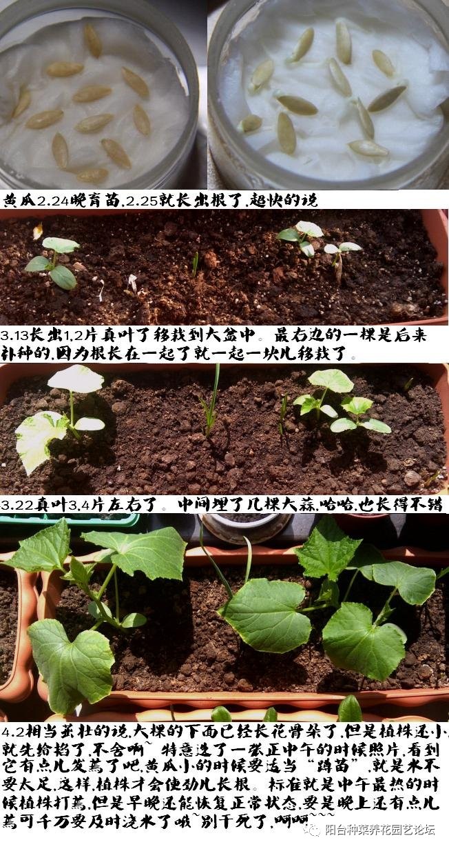 黄瓜种植过程图片图片