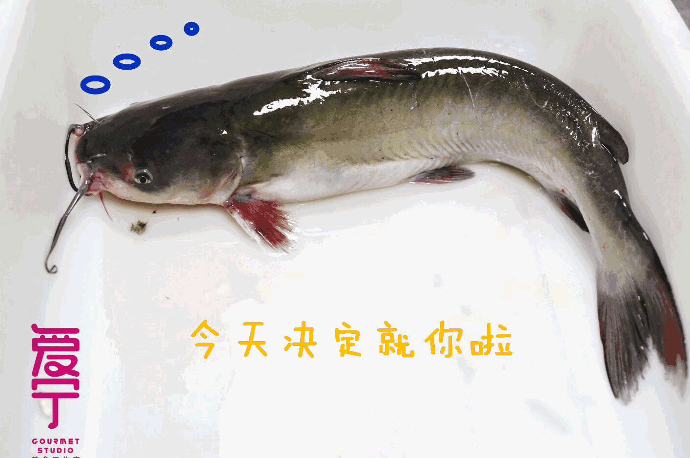 河叉鱼清江鱼图片