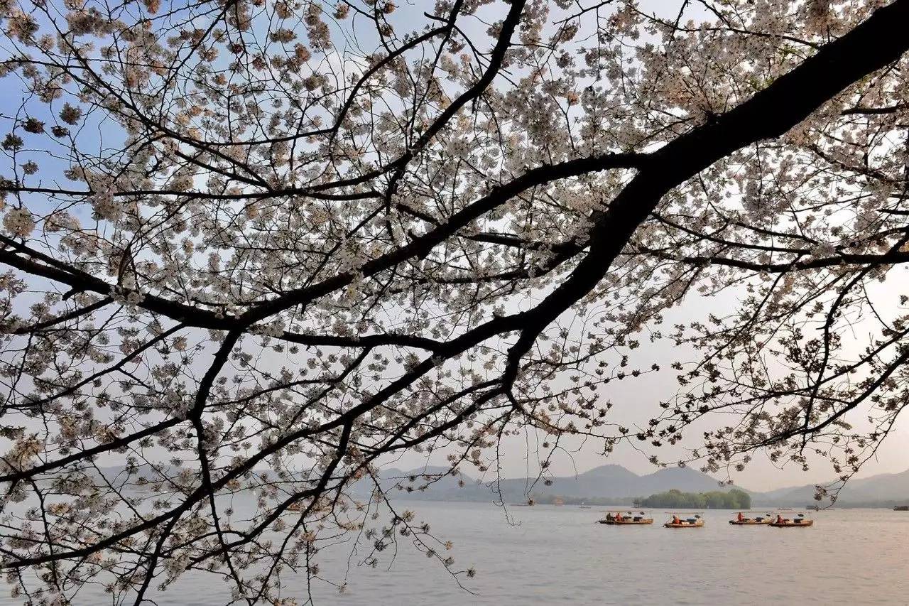平湖秋月——茅乡水情——白堤——20张图,跟你分享西湖的最美春天