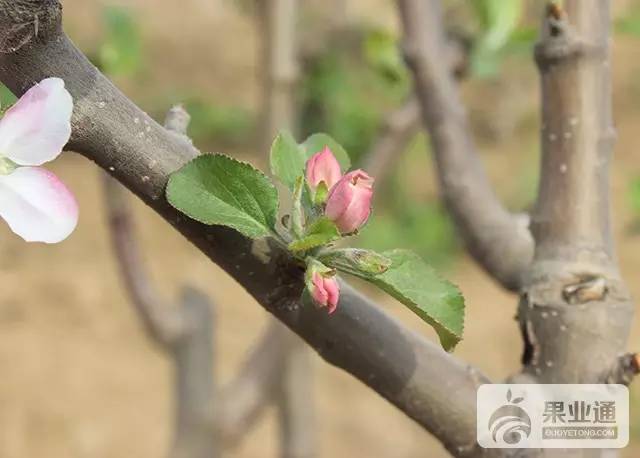 其它 正文 蘋果花芽分化是一個重要的生理過程,是芽內生長點發育到