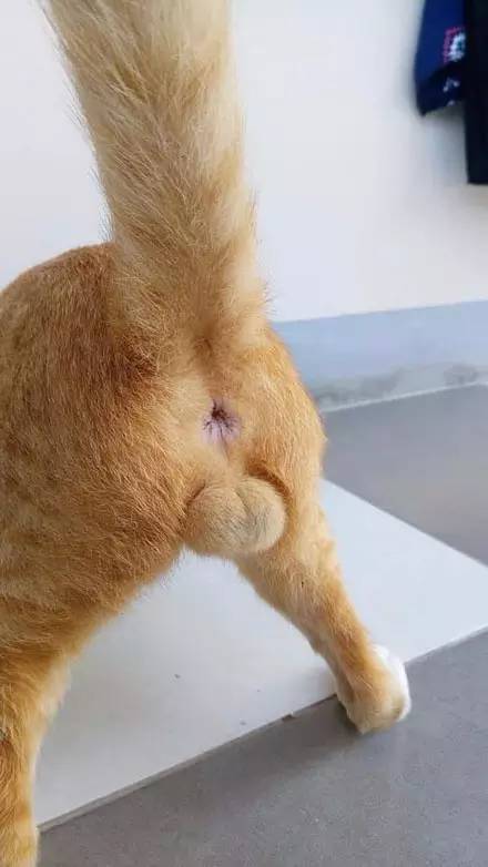 猫咪睾丸炎图片