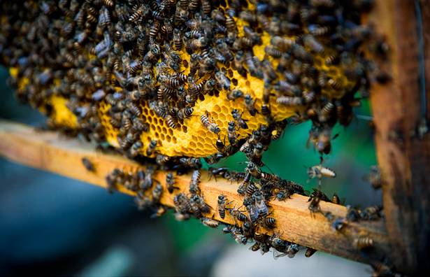 除了蜜蜂其他蜂类产蜜吗 除了蜜蜂其他蜂类产蜜吗为什么