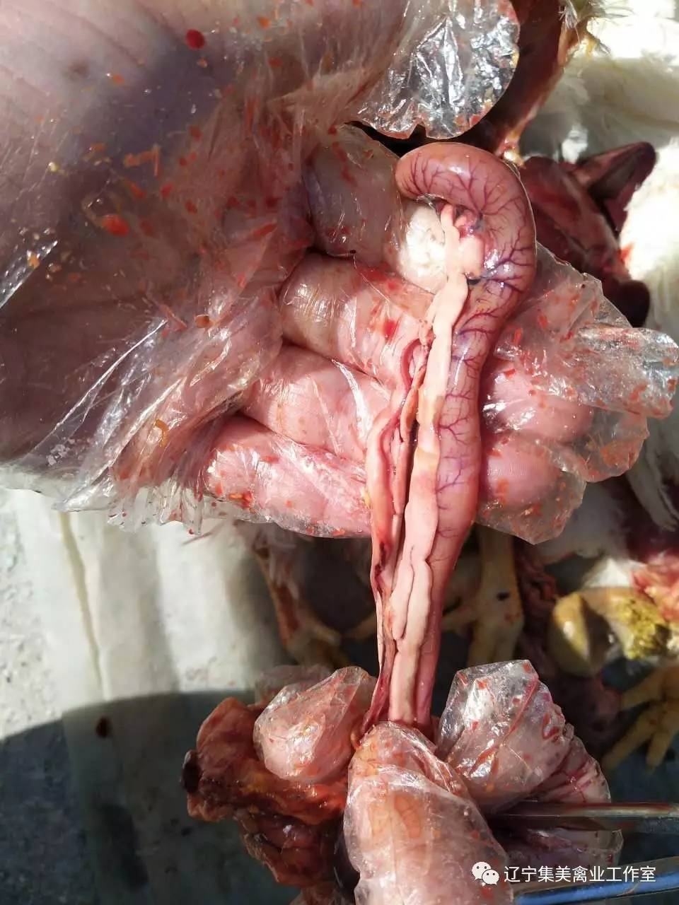 鸡胰腺在什么位置图片图片