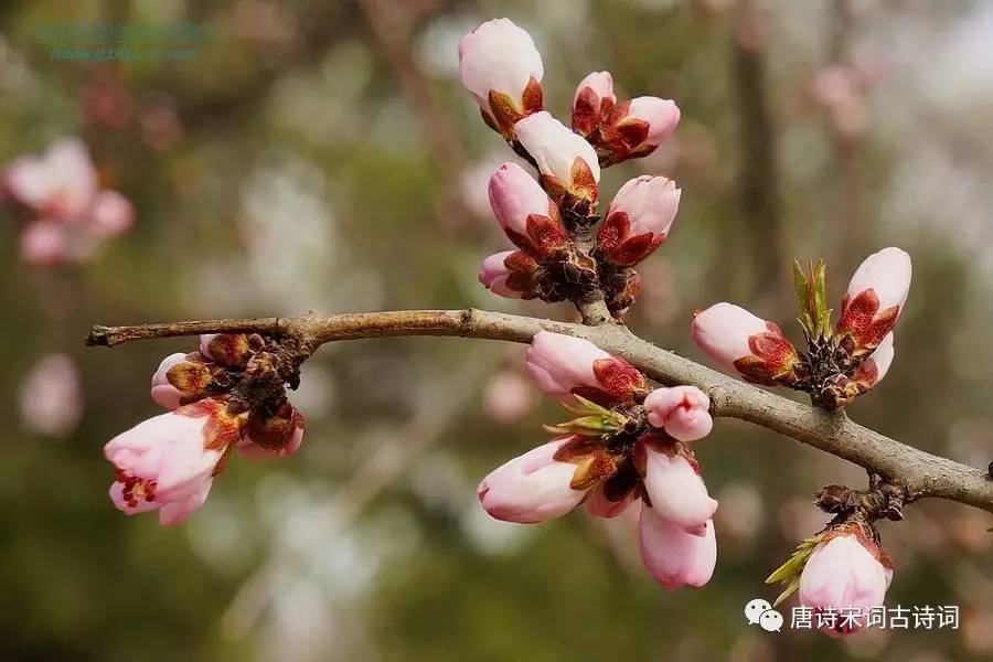 霜月定相知先识春风面生查子重叶梅