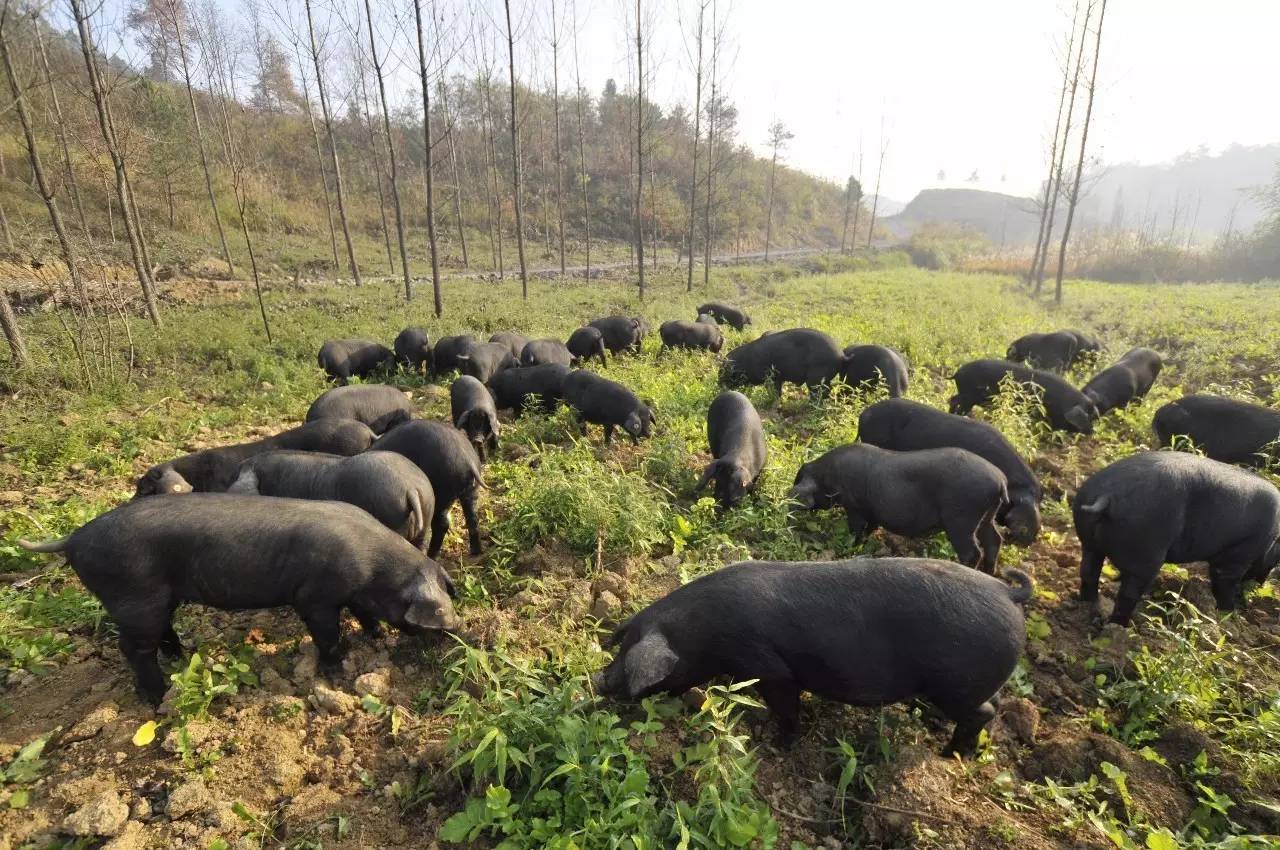 妈做的腊肉却是他们当地的小黑猪,这些猪平时都是散养的,没事山里跑跑
