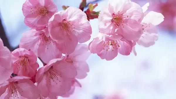 樱花舒俱来，比日本樱花还美，爱美的你不容错过