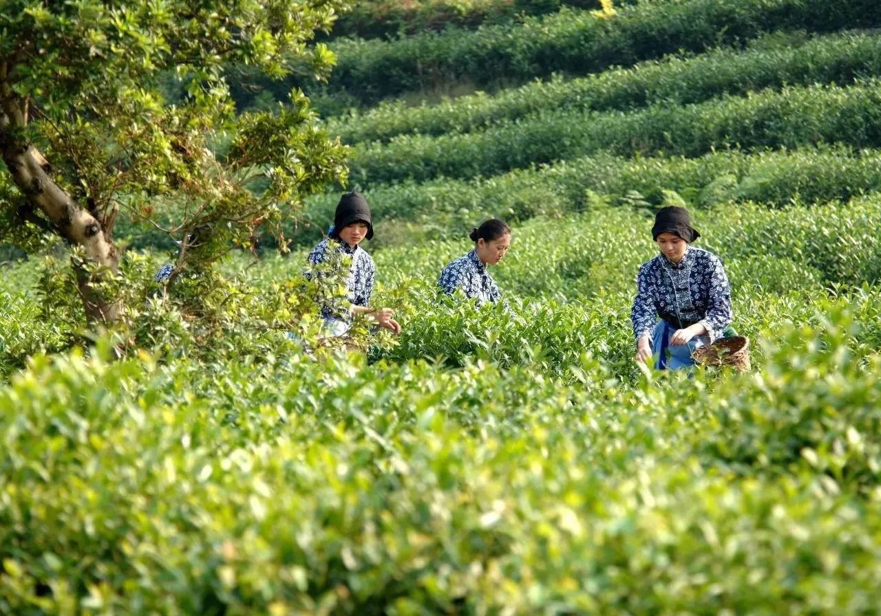 采这次,小栈君特地去了一趟洞庭东山,见证了一盏碧螺春茶的诞生.