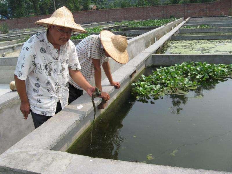 黄鳝池建造图片图片