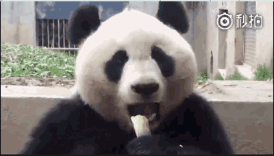 熊猫掉筷子表情包gif图片