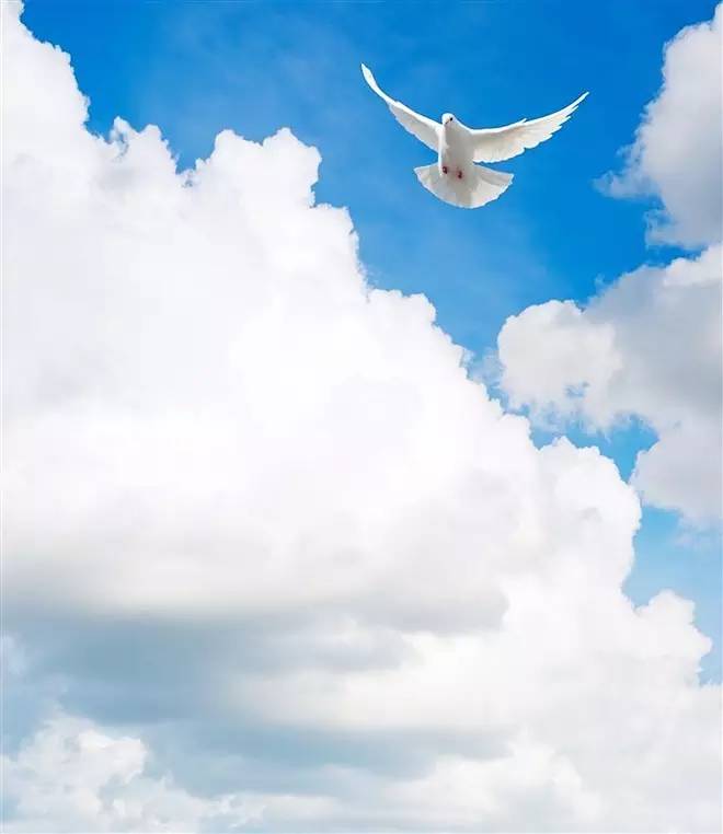 白鸽飞进水仙从图片