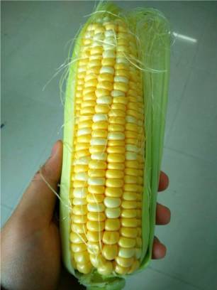 国瑞306玉米种子图片