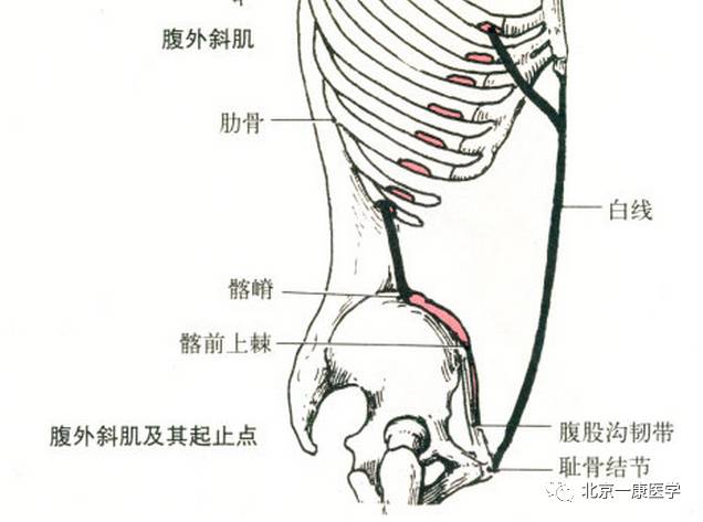 缝匠肌的解剖缝匠肌部位:大腿前内侧浅层,肌纤维从大腿外上方向内下斜