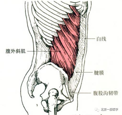 缝匠肌的解剖缝匠肌部位:大腿前内侧浅层,肌纤维从大腿外上方向内下斜