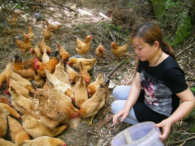 大冶美女隐居山林养鸡 土鸡蛋一元一枚卖得俏