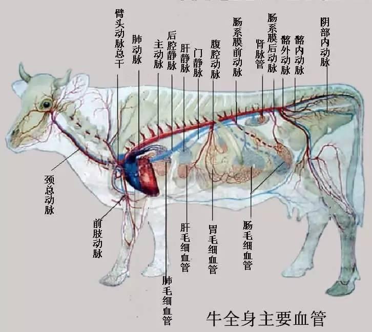 牛的大动脉示意图图片